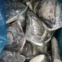 碟鱼头