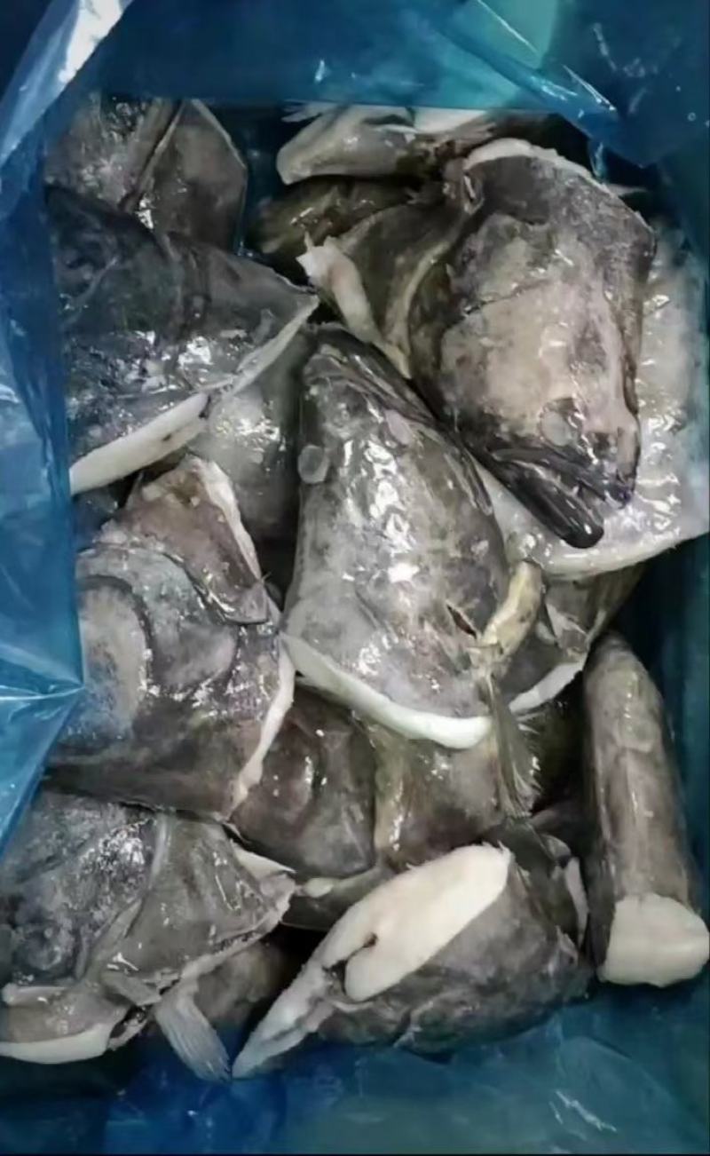 碟鱼头