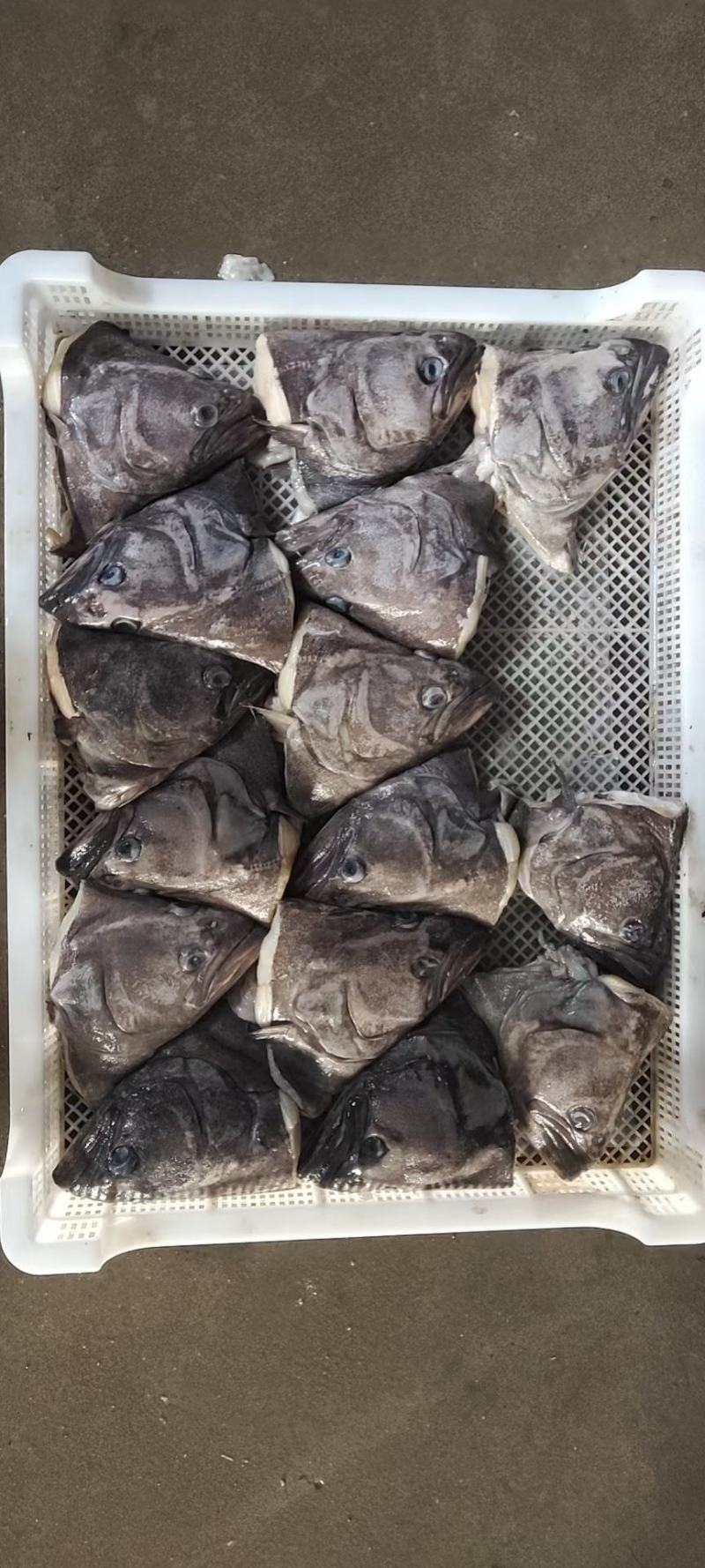 碟鱼头