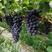 夏黑葡萄苗早熟葡萄串大果甜产量高品种保证