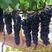 夏黑葡萄苗早熟葡萄串大果甜产量高品种保证