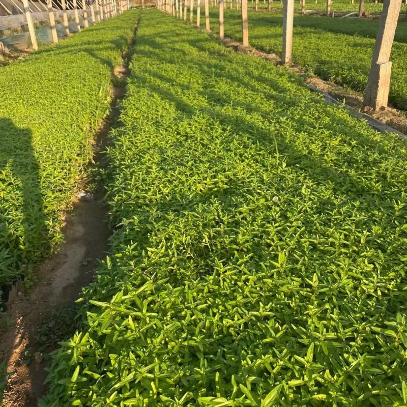 千屈菜优质千屈菜死苗补发大量有货欢迎实地看货