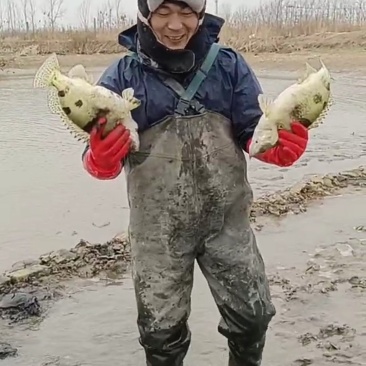 鳜鱼
