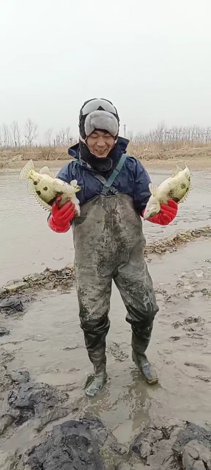 鳜鱼
