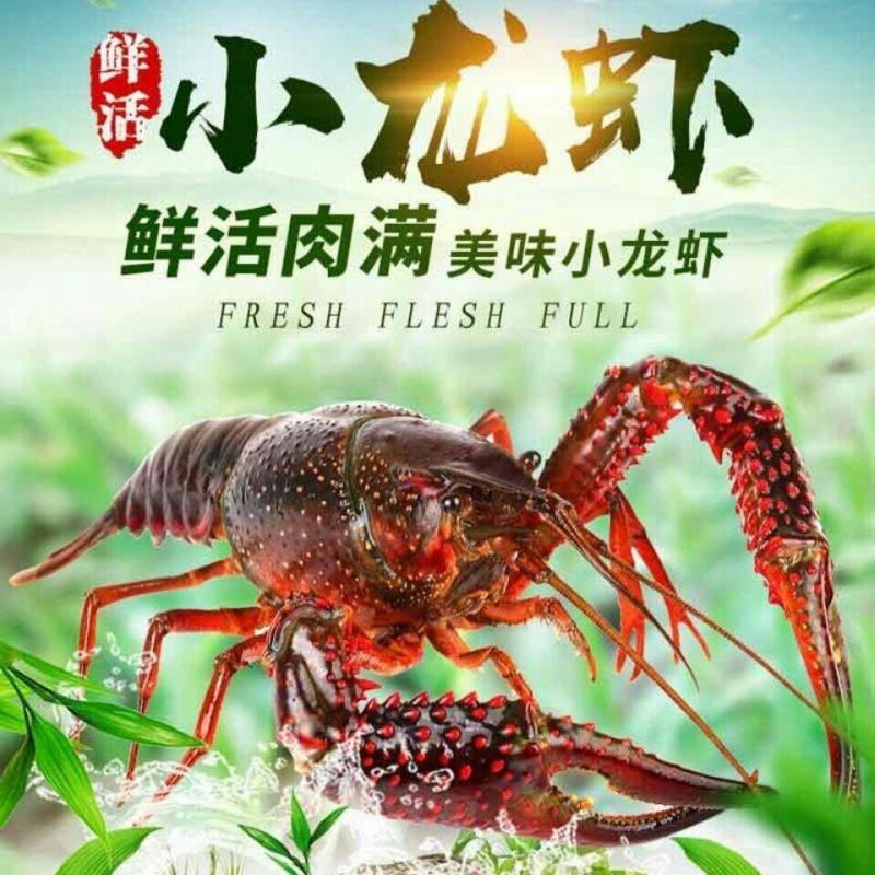 中茶海虾王湖北武穴小龙虾鲜活中青红青壳虾红壳虾批发团购