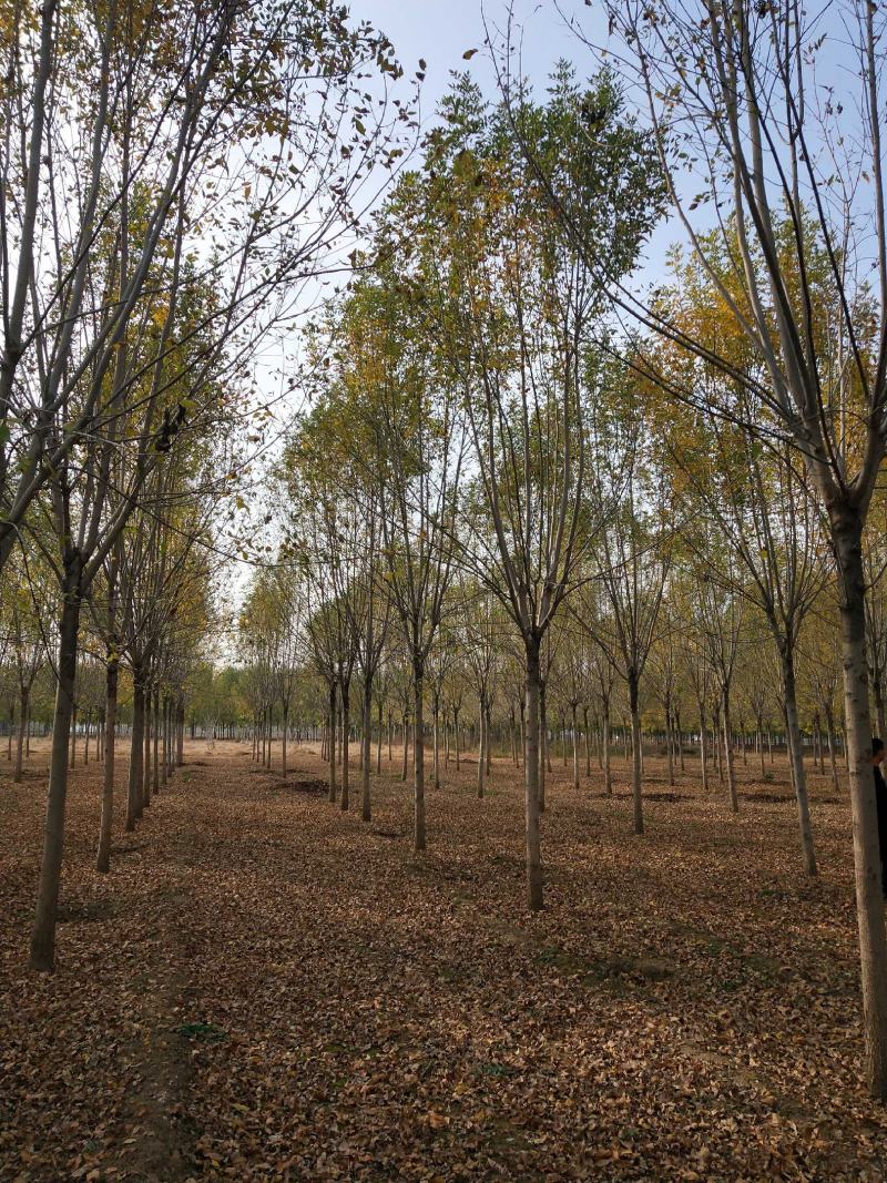 15公分白蜡价格、15公分速生白蜡市场报价