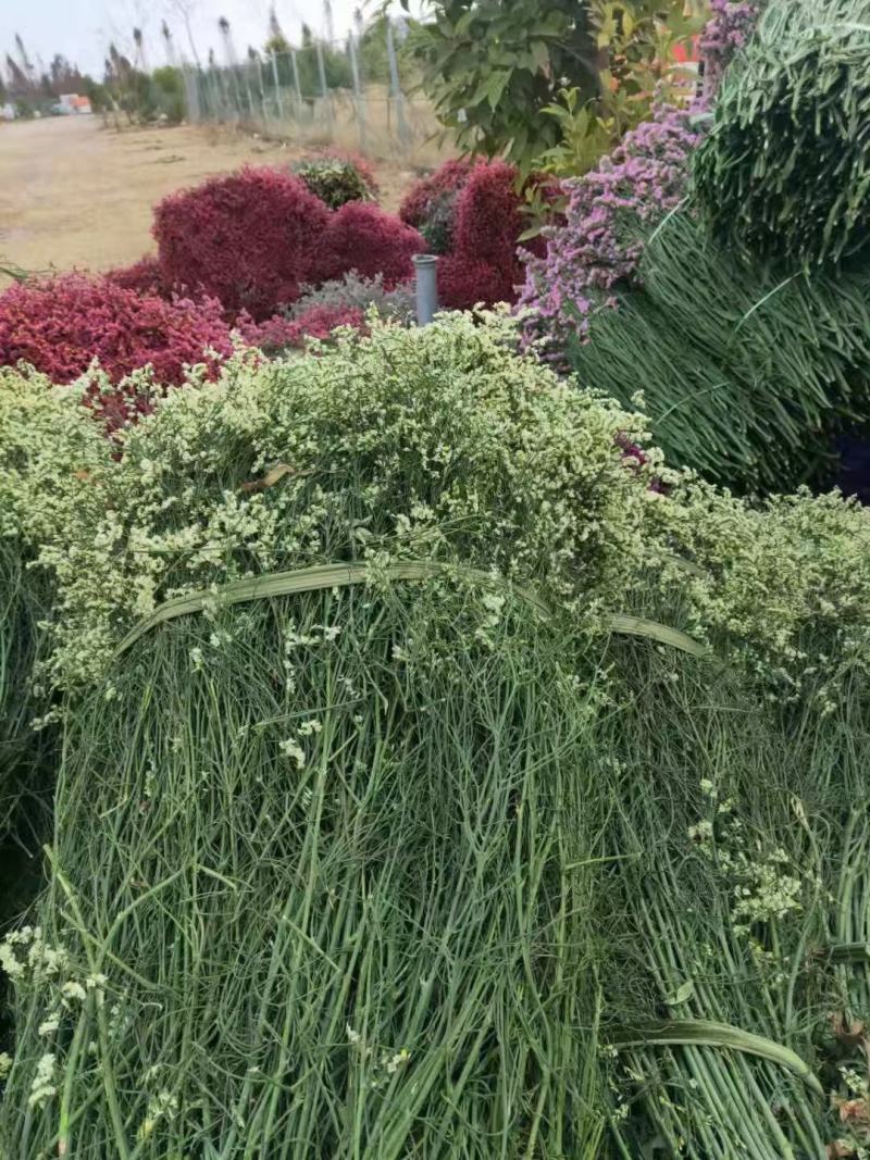 云南鲜花干花称斤卖