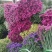 云南鲜花干花称斤卖