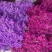 云南鲜花干花称斤卖