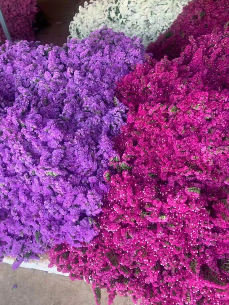 云南鲜花干花称斤卖