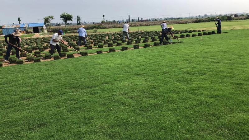 矮生百慕大草坪，天堂草，狗牙根，果岭草低价供应基地