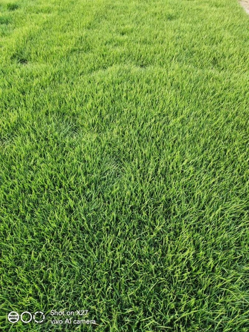 矮生百慕大草坪，天堂草，狗牙根，果岭草低价供应基地