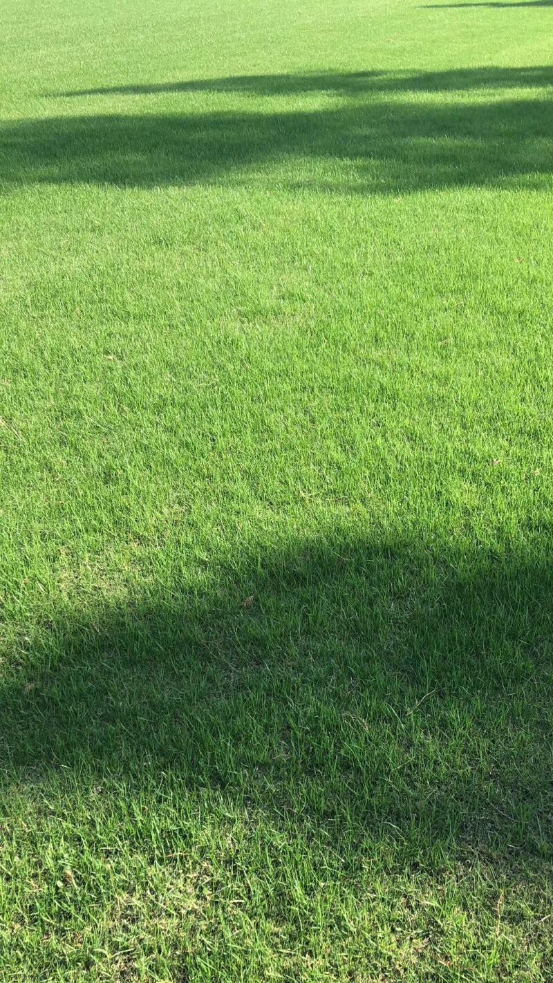 矮生百慕大草坪，天堂草，狗牙根，果岭草低价供应基地