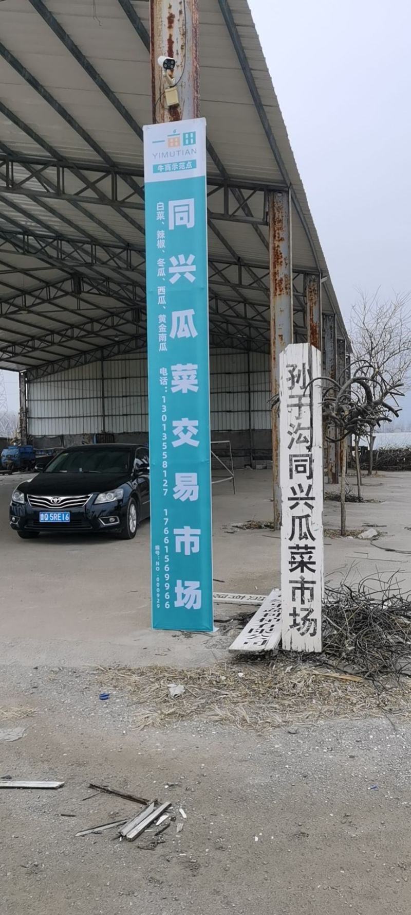 兰陵县精品莴笋大量上市中，无花，无抬，无空心，青皮青肉