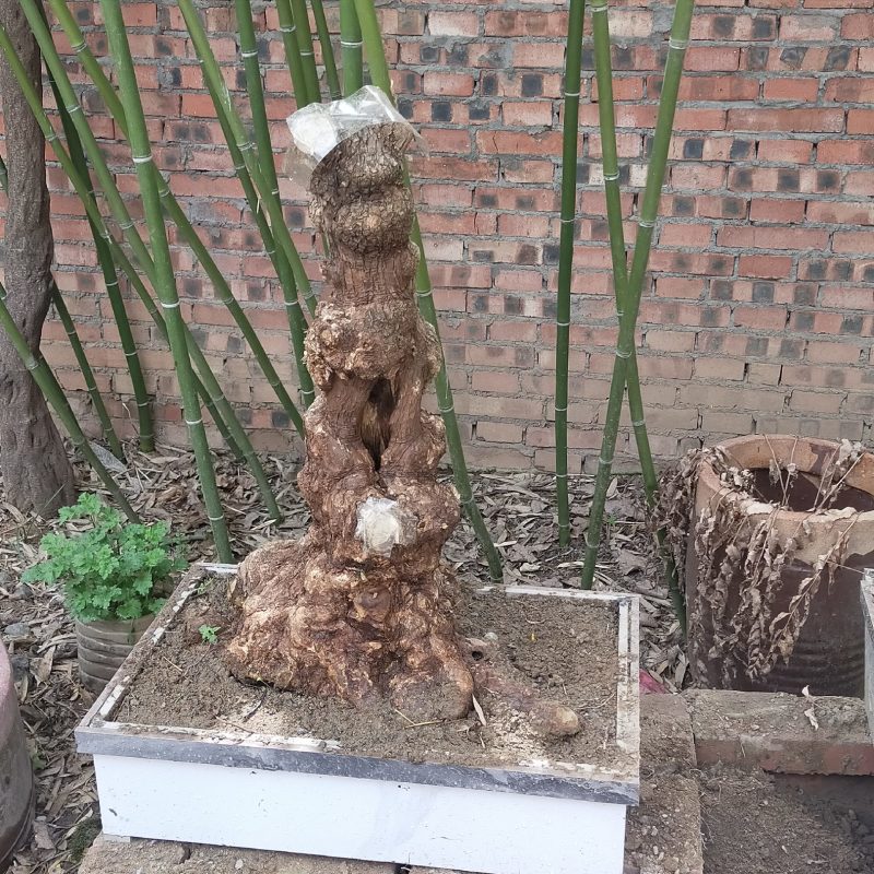 黄荊疙瘩盆景
