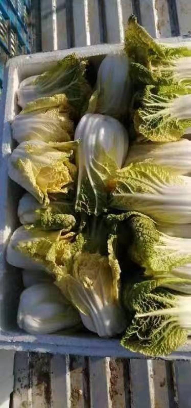 遍地金，特矮型，半包心，包心实，外形美观紧凑。