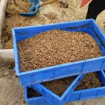 专业生产高品质黑水虻高蛋白多元素适用水产、动物养殖等