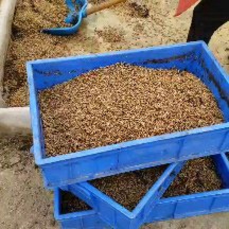 专业生产高品质黑水虻高蛋白多元素适用水产、动物养殖等