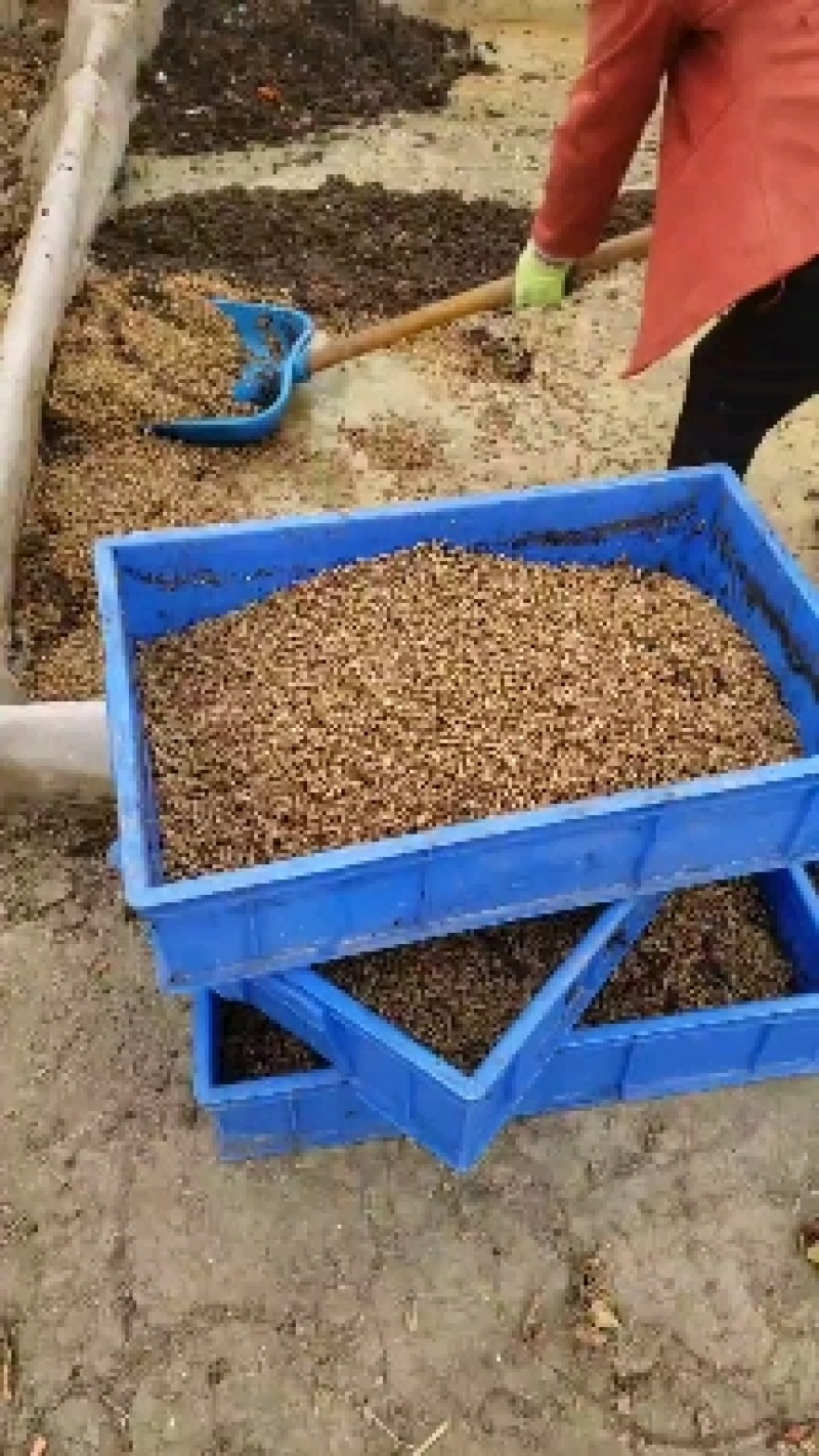 专业生产高品质黑水虻高蛋白多元素适用水产、动物养殖等