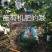 福建黄金奶油芭乐软心芭乐果园直发软糯甜网红