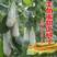 羊角酥瓜甜瓜种子四季播田园阳台盆栽薄皮甜羊角脆羊角蜜香瓜