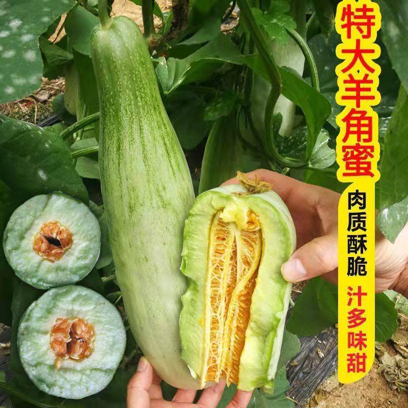 羊角酥瓜甜瓜种子四季播田园阳台盆栽薄皮甜羊角脆羊角蜜香瓜