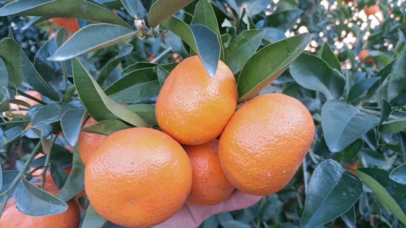 云南宾川高原鲜果茂谷柑新鲜直采可视频看货