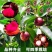泰国无籽山竹树苗红肉山竹苗南方北方四季种植果树苗盆栽地栽