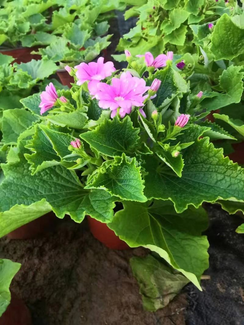 瓜叶菊