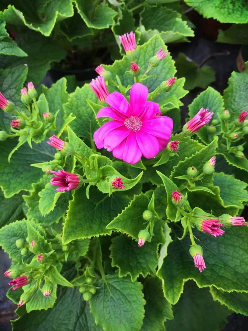 瓜叶菊