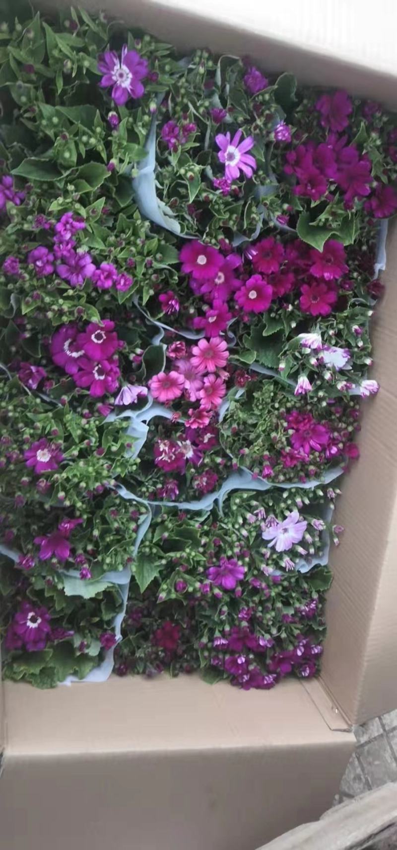 瓜叶菊