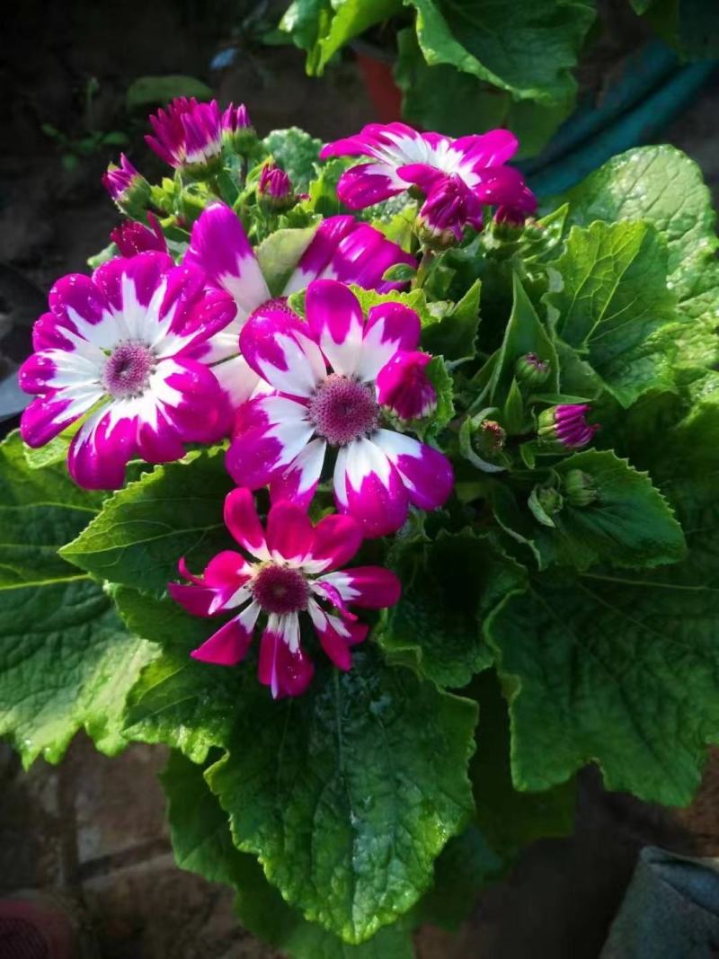 瓜叶菊
