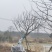 江苏句容精品造型弯杆朴树，多杆丛生拼栽朴树基地