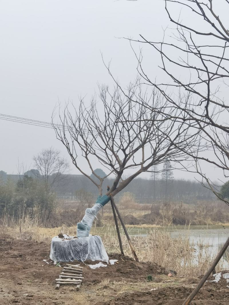 江苏句容精品造型弯杆朴树，多杆丛生拼栽朴树基地