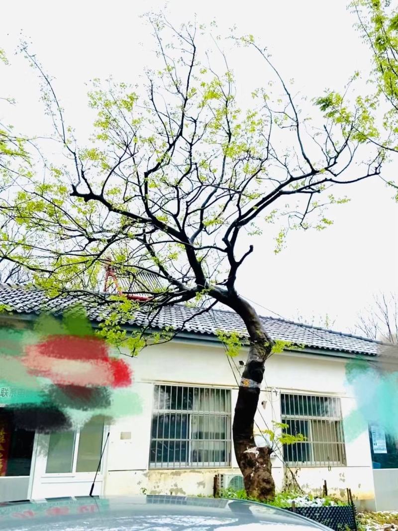 江苏句容精品造型弯杆朴树，多杆丛生拼栽朴树基地