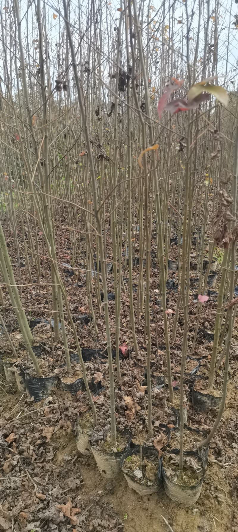 1米以上枫香杯苗