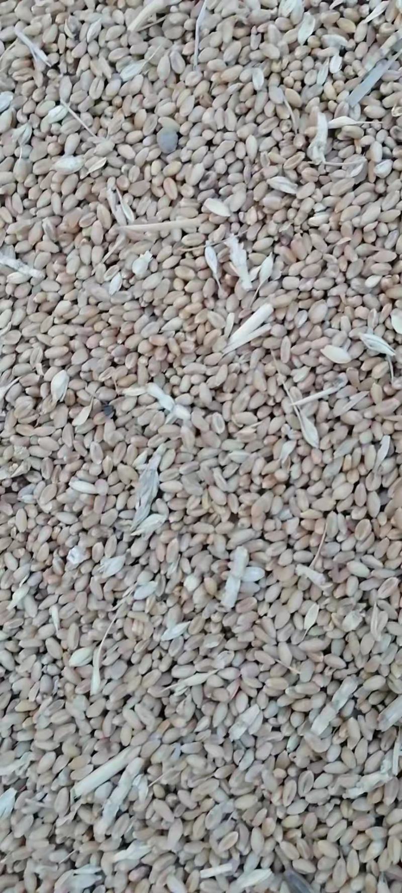 雨前麦1500吨