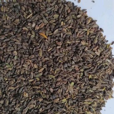 银柴胡种子，黑柴胡种子下树了发芽率高，带批发