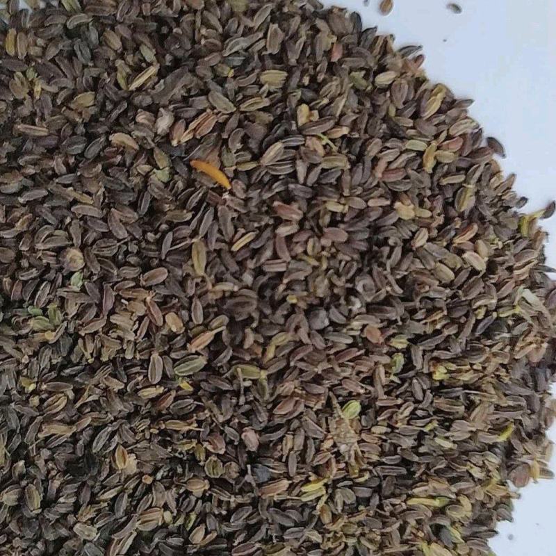 银柴胡种子，黑柴胡种子下树了发芽率高，带批发