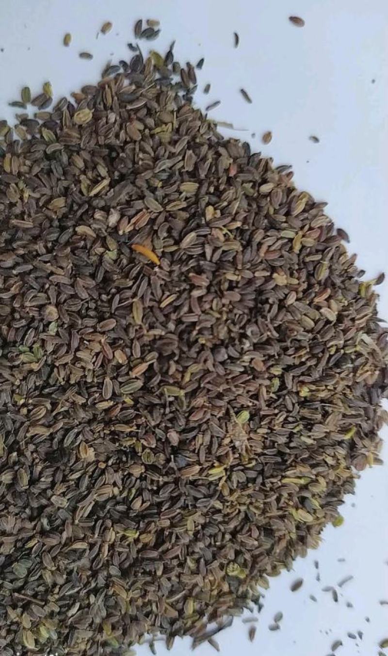 银柴胡种子，黑柴胡种子下树了发芽率高，带批发