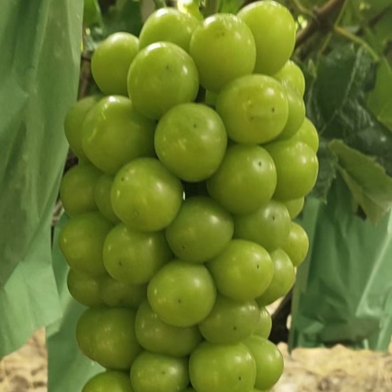 葡萄苗，阳光玫瑰苗，一年30-50cm保正质量，供货量