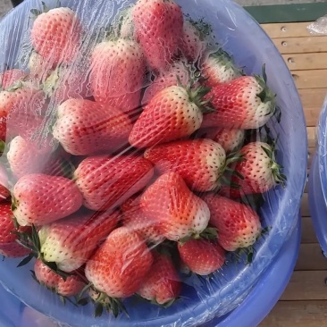 章姬奶油大草莓