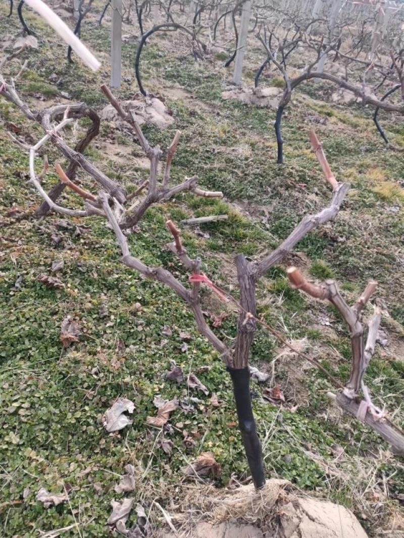 葡萄苗，阳光玫瑰苗，一年30-50cm保正质量，供货量