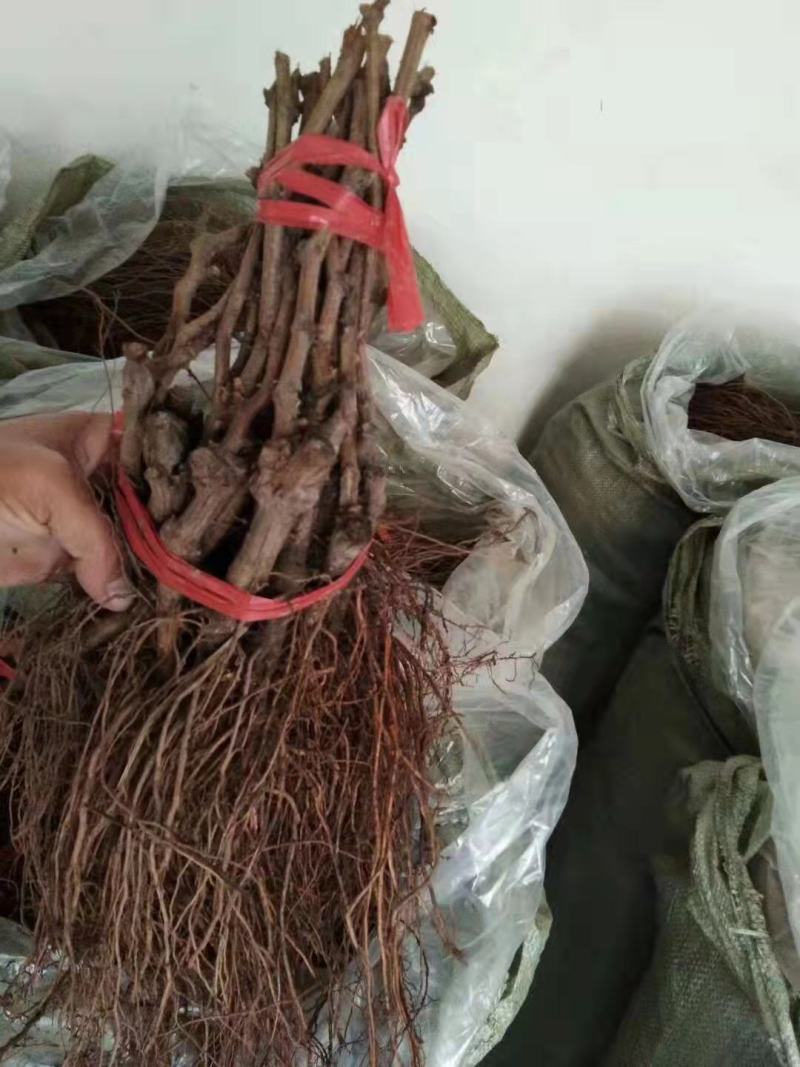 葡萄苗，阳光玫瑰苗，一年30-50cm保正质量，供货量