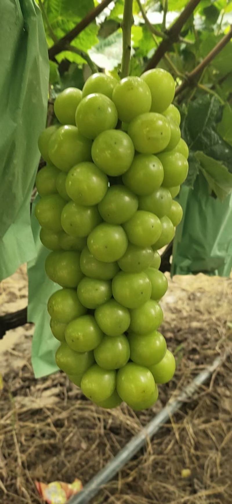 葡萄苗，阳光玫瑰苗，一年30-50cm保正质量，供货量