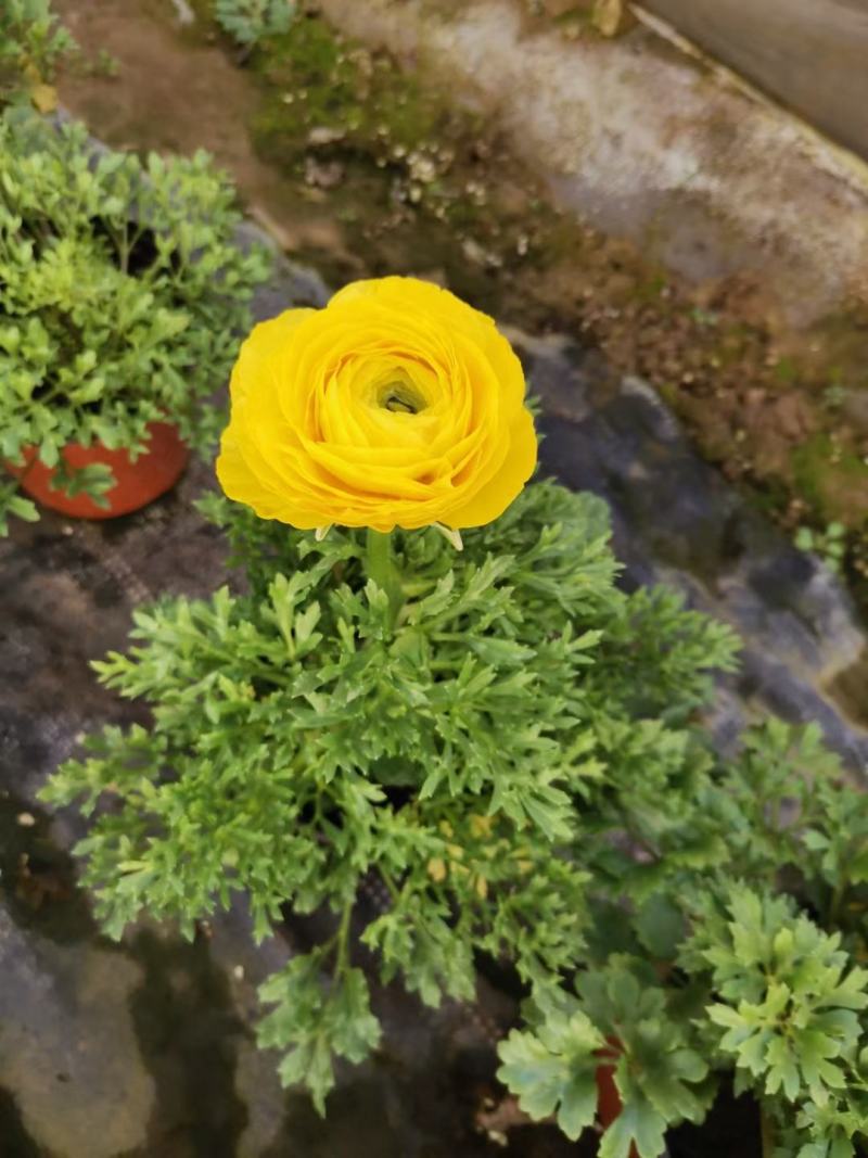 芹叶牡丹洋牡丹优质花毛茛基地直发欢迎实地看货