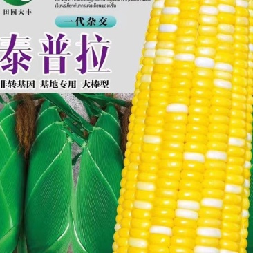 泰普拉双色玉米种，非转基因，基地专用，大棒型。