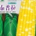 泰普拉双色玉米种，非转基因，基地专用，大棒型。