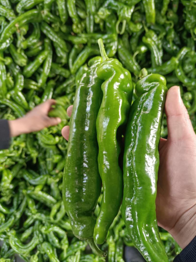 精品大青椒鲜辣椒大量上市中，电商货源充足，欢迎来电洽谈