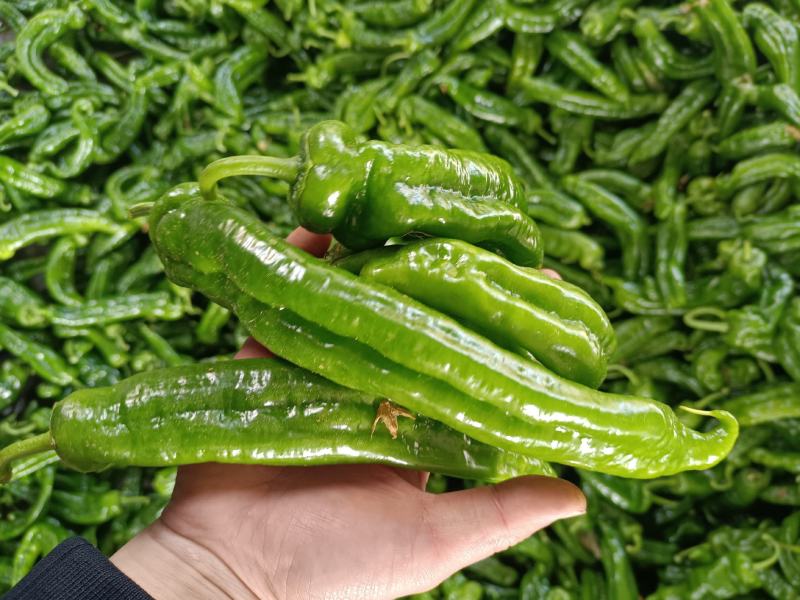 精品大青椒鲜辣椒大量上市中，电商货源充足，欢迎来电洽谈